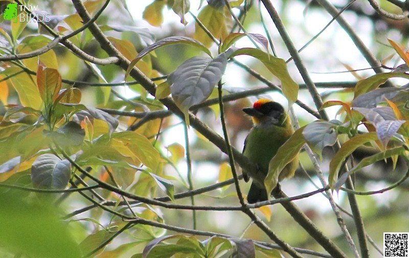 Tree-clinging Birds